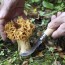Couteau à champignon n°8 lame acier inoxydable avec manche en bois de hêtre - 